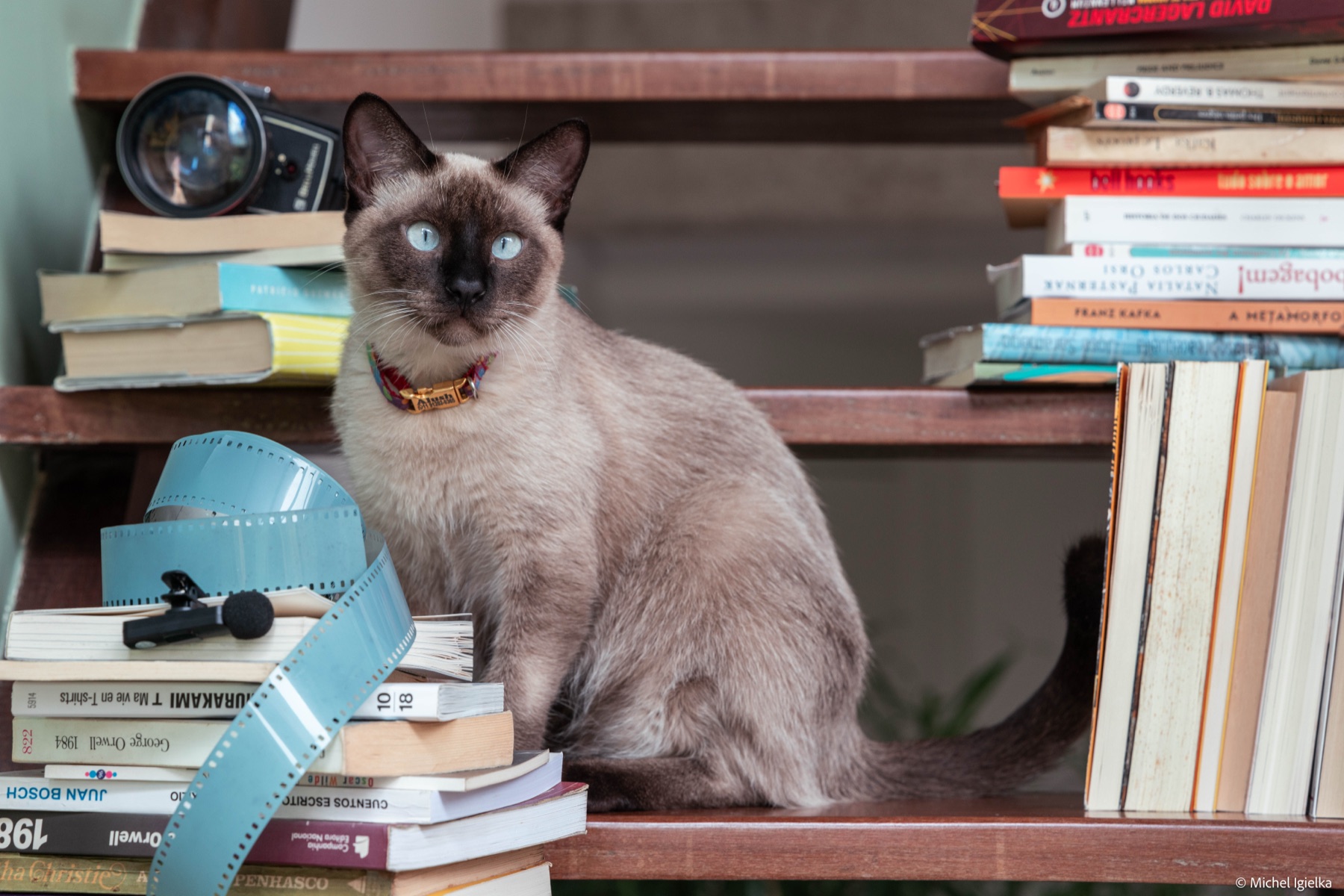 Gato da Eureka entre livros e filmes — foto de Michel Igielka